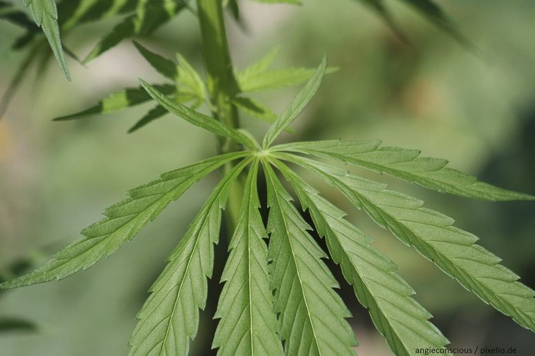 Cannabis sur ordonnance