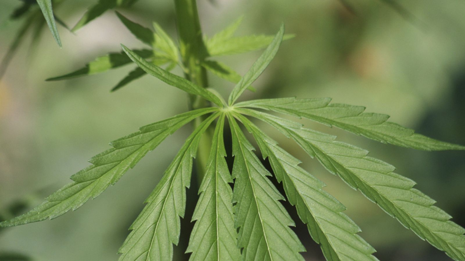 Cannabis – Verwendung in der Medizin